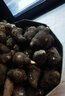 廣東樂(lè )昌小香芋仔韶關(guān)芋頭新鮮小芋頭現挖農家粉糯檳榔芋仔芋艿10 5斤裝小果/20-40個(gè) 曬單實(shí)拍圖