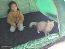 巨木戶外全自動帳篷 免搭建防雨防曬便攜式露營裝備野外野營休閑帳篷 兩門無窗+野餐墊+防潮墊+2充氣枕 曬單實拍圖