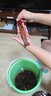 貓撲魚(yú)（mao pu yu）微山湖清水小龍蝦鮮活 活體 新鮮養殖特大活蝦 鮮活龍蝦 小龍蝦7-9錢(qián)（3斤）40-50只 曬單實(shí)拍圖