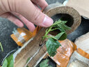 車?yán)遄訕涿缣卮髾烟覙鋷燎虻卦酝ピ号柙阅戏奖狈椒N植櫻桃苗果樹 黑珍珠車?yán)遄用?杯苗發(fā)貨) 兩年苗 曬單實(shí)拍圖