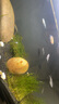瘋狂水草（FKSC）莫斯水草活體植物魚(yú)缸造景底部前景套餐懶人陰性莫斯樹(shù)沉木水榕 新手推薦莫斯組合 曬單實(shí)拍圖