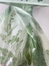 歐凱斯艾草免撕抽繩懸掛式垃圾袋家用加厚中大號收口廚房塑料袋學(xué)生宿舍 懸掛式【艾草款】送掛鉤1袋90只 曬單實(shí)拍圖