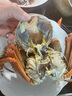 【活蟹】蟹宗大閘蟹鮮活現貨大螃蟹公蟹母蟹生鮮水產(chǎn)實(shí)物海鮮禮盒 公3.5-3.8兩母2.5-2.8兩 4對8只 曬單實(shí)拍圖