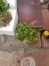 桌面植物銅錢(qián)草水培套餐水生水養花卉觀(guān)葉觀(guān)根金錢(qián)草綠蘿 圓球2個(gè)(銅錢(qián)草+彩石) 含盆 曬單實(shí)拍圖