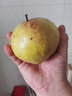 青惠悠吉林延邊州蘋(píng)果梨正宗東北延吉龍井特產(chǎn)霜后新鮮火把紅梨水果順豐 9斤果王【單果400g+】-順豐 曬單實(shí)拍圖