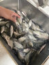 川澤路滑專用魚鉤跑鉛子線雙鉤成品防纏繞魚線自動找底免調(diào)漂魚鉤袖鉤 金海夕鉤6【線0.8-1.0】 跑鉛雙鉤10付/盒 曬單實拍圖