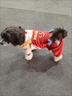 MIKI PAD狗狗衣服小型犬春秋款貓咪衣服四腳衣可牽引小狗衣服泰迪比熊 薯條背帶褲 M背長30cm（參考體重5-8斤） 曬單實拍圖