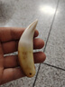 度尹天然駱駝牙護(hù)身吊墜男士大氣吊墜文玩收藏真牙大號(hào)牙齒手把禮品 曬單實(shí)拍圖