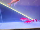 海童錦鯉飼料魚食金魚專用魚飼料蝴蝶鯉魚糧增色增艷增體增肥上浮魚糧 育成6#500g(適合25cm以上錦鯉) 曬單實拍圖