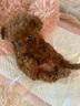 果粒之星純種活體泰迪幼犬茶杯犬泰迪犬泰迪貴賓犬寵物狗幼仔泰迪幼犬活體 寵物級(jí) 曬單實(shí)拍圖