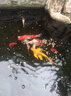 大拇指錦鯉魚(yú)飼料觀賞魚(yú)食金魚(yú)糧顆粒通用型不渾水高蛋白 【上浮】中粒1100g 曬單實(shí)拍圖
