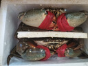 【活鮮】特大青蟹鮮活 超大母膏蟹公蟹肉蟹 中秋禮品 肥滿公蟹 2斤 (2只) 曬單實拍圖