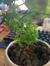 沃繡 水培植物綠植室內水養花卉盆栽銅錢(qián)草 幸福樹(shù)1棵 不含盆 曬單實(shí)拍圖