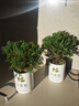 放青松霧松樹植物盆栽書房景觀吸甲醛辦公室桌面綠植創(chuàng)意送禮物 青松標準款 曬單實拍圖