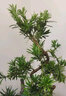 瀚林怡景（HANLINYIJING）小葉雀舌羅漢松盆景植物樹樁造型老樁室內(nèi)綠植客廳辦公室桌面盆栽 雀舌羅漢松S型-小橋流水 曬單實(shí)拍圖