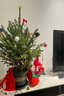 真圣誕樹(shù)真樹(shù)盆栽真正的圣誕樹(shù)香松樹(shù)挪威云杉樹(shù)苗鮮活的室內綠植 100-120厘米高圣誕真樹(shù)+盆+裝飾 【精品樹(shù)形】 曬單實(shí)拍圖