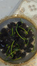 旺浦商貿(mào)碗蓮種子室內(nèi)盆栽荷花種子睡蓮四季開花水培碗蓮花卉種子植物種子 開口碗蓮種子混色35粒 不含盆 曬單實(shí)拍圖