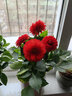 WMO薔薇花樹苗爬藤四季開花藤本月季耐寒花卉藤蔓庭院陽臺(tái)攀巖老樁 托馬斯 5年苗多分叉 當(dāng)年開花 曬單實(shí)拍圖