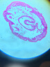 萨伽（SAGA） 学生生物显微镜六一儿童礼物专业高清科学实验教学示范畜牧 1：标配+50片玻璃标本 实拍图