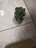 碰碰香一抹香盆栽香味植物濃香型植物驅蚊驅蟲(chóng)凈化空氣植物除異味 【碰碰香2盆】原土無(wú)盆+送肥1包 曬單實(shí)拍圖