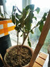 飛沭濃香型臘梅花樹(shù)苗盆栽臘梅盆景老樁室內素心臘梅盆栽庭院耐寒植物 四年素心臘梅 帶土球發(fā)貨 曬單實(shí)拍圖
