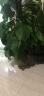 叹为观止 大型盆栽 单杆辫子发财树天堂鸟绿萝散尾葵办公室内开业乔迁礼品 大叶绿萝1.2—1.4米 含盆 实拍图