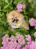 京狼圖騰雙血統(tǒng)純種博美幼犬寵物狗狗博美犬活體小型犬茶杯犬活體長不大 血統(tǒng)級(jí) 1 曬單實(shí)拍圖