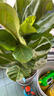 看匠 琴葉榕室內客廳走廊桌面大型觀(guān)葉綠色植物多年生花卉盆景好養 高度70-80厘米1棵 不含盆 曬單實(shí)拍圖