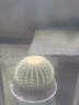 意軒超大金琥仙人球盆栽花卉盆栽綠植桌面盆栽陽臺(tái)多肉植物 桌面植物  直徑25厘米左右 曬單實(shí)拍圖