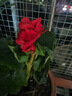 雅卉重瓣麗格海棠玫瑰海棠花盆栽帶花發(fā)貨客廳臥室陽(yáng)臺(tái)花卉盆栽四季開 玫瑰海棠(紅色) 不含盆 曬單實(shí)拍圖