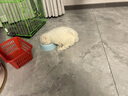 咯咪比熊幼犬純種活體寵物狗幼崽比熊犬小型犬比熊犬卷毛血統比熊犬 寵物級 曬單實(shí)拍圖