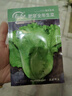 壽禾 黃心苦菊種子苗苦苣秋季四季蔬菜種籽 濰育黃麗人黃心苦菊種子5g 曬單實拍圖