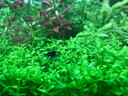 春瑞黑殼蝦水族箱水草缸清潔除藻工具淡水觀(guān)賞蝦大和藻蝦寵物活體飼料 藍寶石蝦10只+2只抵損耗 曬單實(shí)拍圖