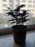 云竹盆栽文竹球唐山云竹矮生文竹矮云竹云松竹辦公室盆栽綠植云隱2 01原盆原土 帶盆栽好 曬單實(shí)拍圖