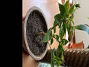 看匠 扶?；缗柙远嗷ㄉ錾Ｄ鹃人募鹃_花綠植朱槿花苗庭院花卉易活 紅色重瓣扶桑 曬單實(shí)拍圖