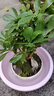 七葉蓮室內(nèi)綠植八方來財盆栽辦公桌面發(fā)財樹客廳花卉好養(yǎng)植物盆景 山水盆【七葉蓮】+木架 整套成品（山石苔蘚，帶盆種好） 曬單實拍圖