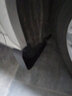 鉑通適用于奧迪A6L A4L A3 Q5 Q3 Q7 Q2L 汽車擋泥板 13-15款奧迪Q3【加厚防凍款】 曬單實拍圖