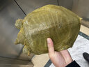安峰山現(xiàn)殺甲魚(yú)食用鮮活外塘放養(yǎng)王八老鱉水魚(yú)團(tuán)魚(yú)真空包裝活殺去膜 宰殺好凈重0.5-0.8童子甲魚(yú) 曬單實(shí)拍圖