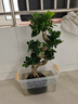朵芮蜜榕樹盆景老樁大型金錢榕樹盆栽S型彎8字造型人參榕樹苗室內(nèi)外小葉 S形榕樹-帶土高約62cm 不含盆 曬單實拍圖