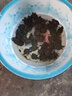 易萌 小甲魚苗活體烏龜中華鱉苗外塘生態(tài)養(yǎng)殖龍魚飼料冷水耐活好養(yǎng) 4-6克50只 曬單實(shí)拍圖