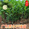黃銘證廣東無(wú)籽香水檸檬樹(shù)苗奶茶店專(zhuān)用海南小金桔檸檬苗青金桔 無(wú)籽青檸檬苗2年苗帶土 基地直銷(xiāo) 曬單實(shí)拍圖