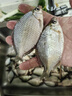 久巖 孔雀羽魚漂高靈敏抗流水浮漂加粗醒目黑坑浮漂輕口鯽魚漂 Y02 野釣鯽魚漂(鉛1.5-1.9g) 3號 曬單實拍圖