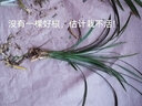 ！云南老種蘭花苗 春蘭 婁山紅 陽(yáng)臺綠植盆栽花卉 滇紅素 5苗連體 不含盆 曬單實(shí)拍圖