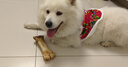 DADAGOU狗狗衣服東北大花棉襖網(wǎng)紅新年小中大型犬貓咪泰迪法斗加厚棉馬甲 大花襖簡(jiǎn)易版 4XL(胸圍82CM 約45-60斤寵物) 曬單實(shí)拍圖