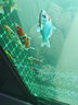 藍寶 魚(yú)缸氣泡條瀑布式氧氣泵氣泡石盤(pán)水族箱氣泡管增氧泵沙頭散氣條 曬單實(shí)拍圖