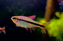 卓魚(yú) 手機(jī)鏡頭微距外置4K高清拍攝珠寶黃金首飾品翡翠美妝眉睫毛直播古董字畫(huà)鑒別多肉CPL偏振鏡星光鏡 手機(jī)微距鏡頭30mm-120mm +星光鏡 曬單實(shí)拍圖