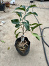 桂花盆景陽(yáng)臺(tái)綠植室內(nèi)花卉盆栽日香丹桂金桂沉香四季開花庭院盆栽 紅花八月桂-丹桂 中盆3年苗當(dāng)年開花 曬單實(shí)拍圖