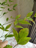 中夢水培室內(nèi)植物盆栽火焰南天竹辦公室內(nèi)南北方水培花卉綠植 南天竹 60-80厘米3棵 曬單實拍圖