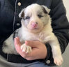 咯咪純種邊牧幼犬狗狗活體寵物狗邊境牧羊犬中型犬隕石邊牧七白三通 血統(tǒng)級(jí) 曬單實(shí)拍圖