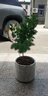 傾顏  蓬萊松盆栽植物繡球松水松葉大苗辦公室景綠室內四季常青 蓬萊松 小中苗 高30厘米左右 2-3分枝 帶土球發(fā)貨 曬單實(shí)拍圖